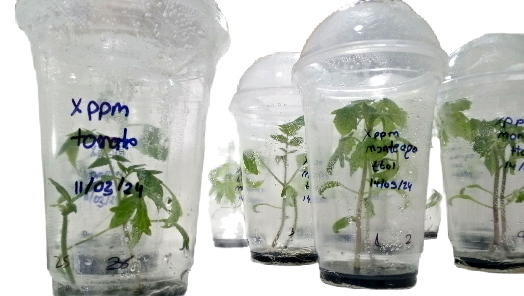 Tomate in vitro
